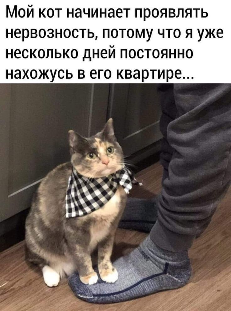 МОЙ КОТ НЭЧИНЗЭТ проявлять НЕРВОЗНОСТЬ ПОТОМУ ЧТО Я УЖЕ НЕСКОЛЬКО дней ПОСТОЯННО нахожусь в его квартире