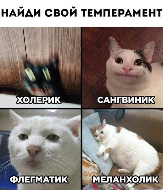 НАЙАИ свой ТЕМПЕРАМЕНТ хоі1Еріик питт