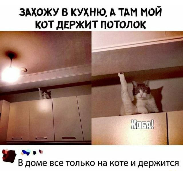 зможу в кухню А ТАМ мой кот держит потолок ч В доме все ТОЛЬКО на коте И держится