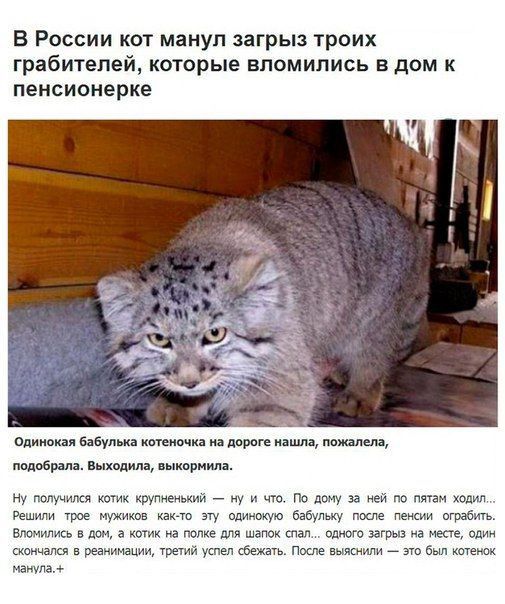В России кот мануп агрьп троих грабителей которые впомипись в дом к пенсионерке о еды ми дор идиша нашли вобрала выходила шарм ту иаиц уж _ у ше Пп дочу за По п г тое мм мт идтив бабчит г гысии играет вл в а тие и тап апючъ и а мясе я в реачинацт трет ние накипи м Мпа