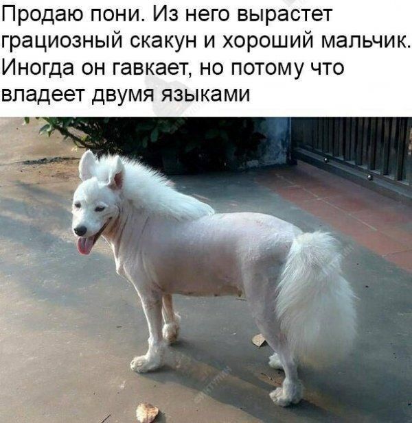 Продаю пони Из него вырастет грациозный скакун и хороший мальчик Иногда он гавкает но потому что владеет двумя языками