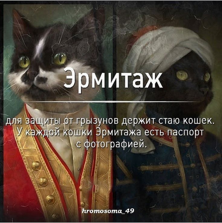 унов держит стаю кошек Э рмитажа есть паспорт рафией