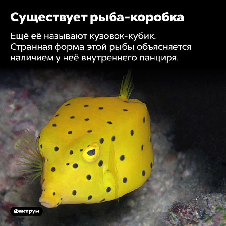 Сущвпвует рыба коробка Ещё её называют кузова кубик Странная Форма этой рыбы объясняется наличием у неё внутреннего панциря