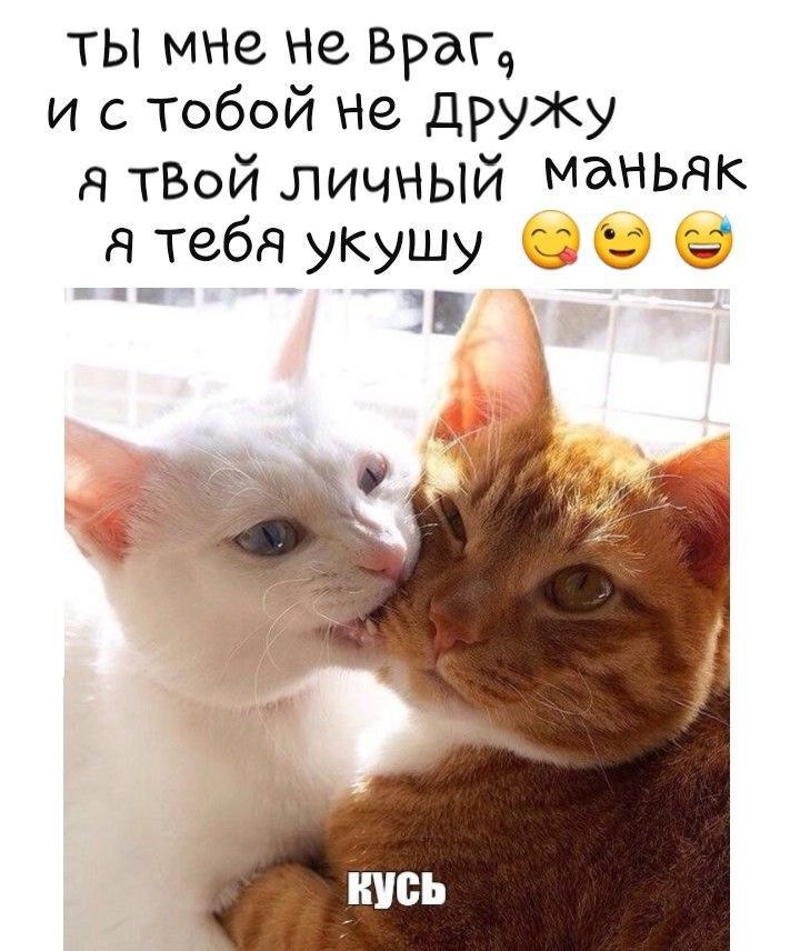 ты мне не Врап и с тобой не дружу я ТВОЙ личный МЭНЬЯК я тебя укушу