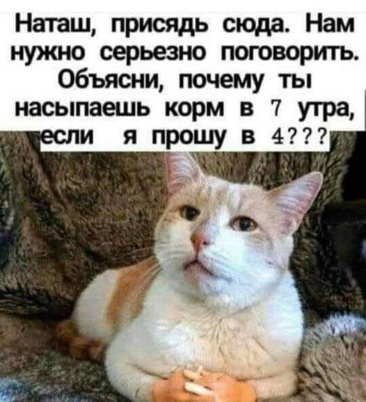 Наташ присядь сюда Нам нужно серьезно поговорить Объясни почему ты насыпаешь корм в 7 утра