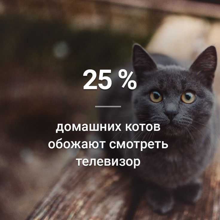 Ё 25 домашних котов об апзт смотреть С л0 __