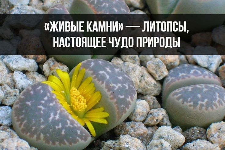 ИВЫЕ КАМНИ ЛИТОПСЫ НАСТОЯЩЕЕ ЧУДО ПРИРОДЫ оя