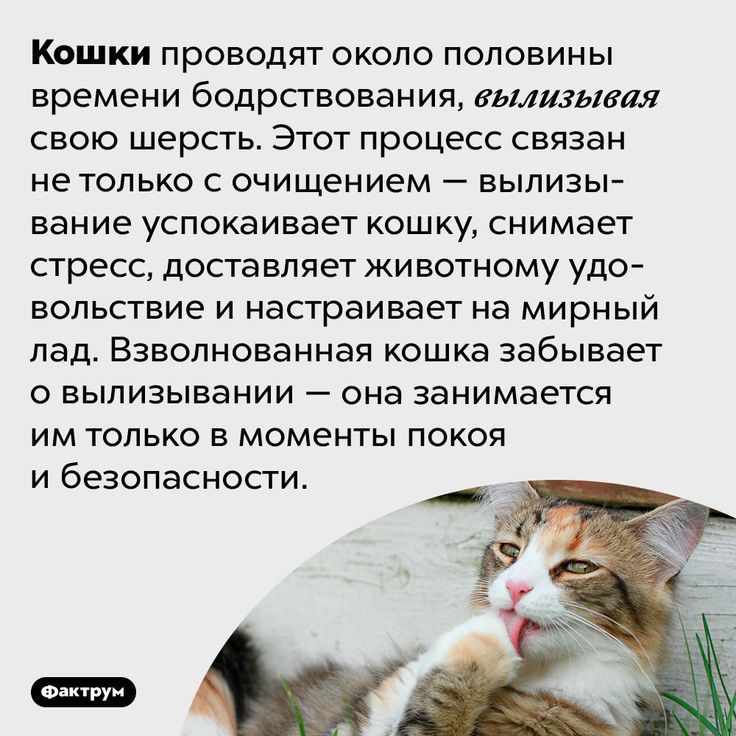 Кошки проводят около половины времени бодрствования вылизывая свою шерсть Этот процесс связан нетолько очищением вылизы вание успокаивает кошку снимает стресс доставляет животному удо вольствие и насграивает на мирный пад Взвопнованная кошка забывает о вылизывании она занимается им только в моменты покоя и безопасности