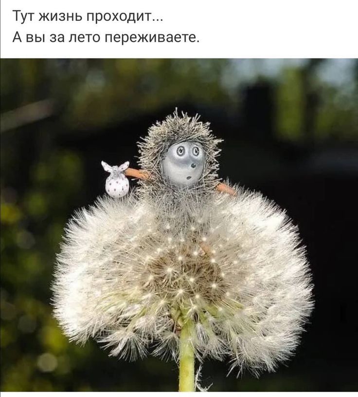ут жизнь ПрвхОДНТ Д Вы ча пэт Пётёжийадтё