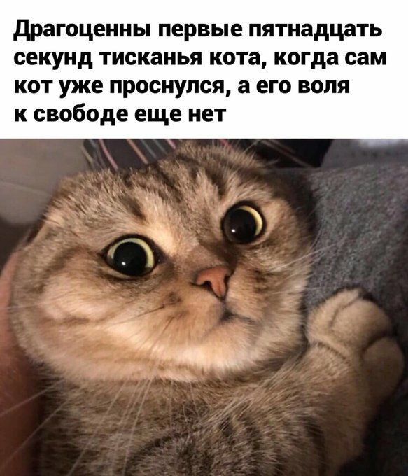 драгоценны первые пятнадцать секунд тисканья кота когда сам кот уже проснулся а его воля к свободе еще нет