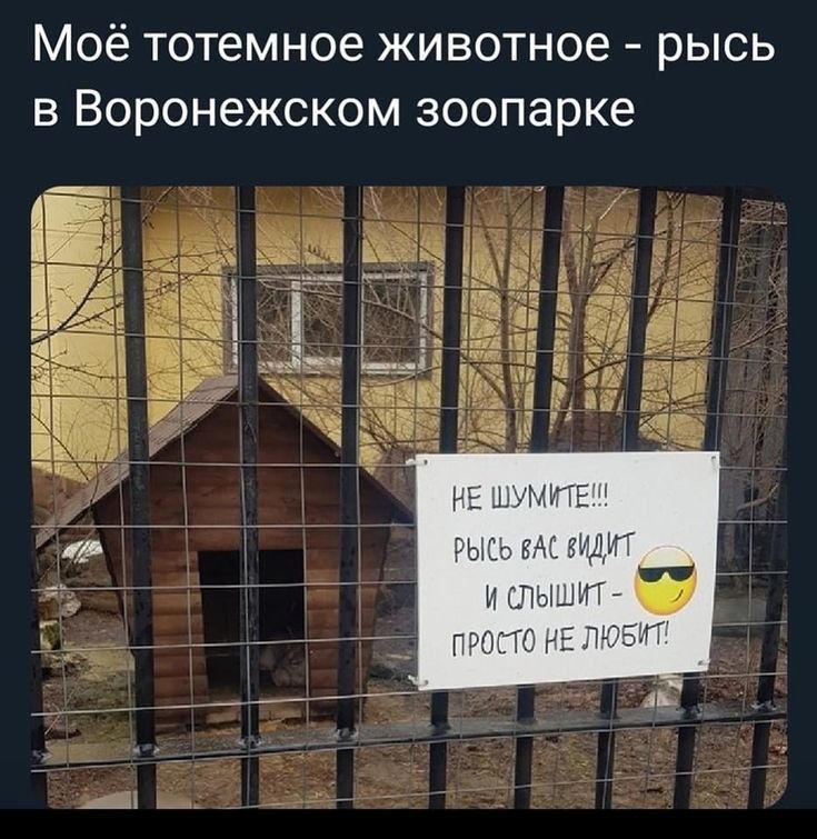 Моё тотемное животное рысь в Воронежском зоопарке