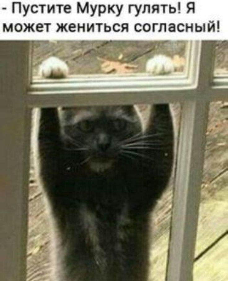 Пустите Мурку гулять Я может жениться согласный