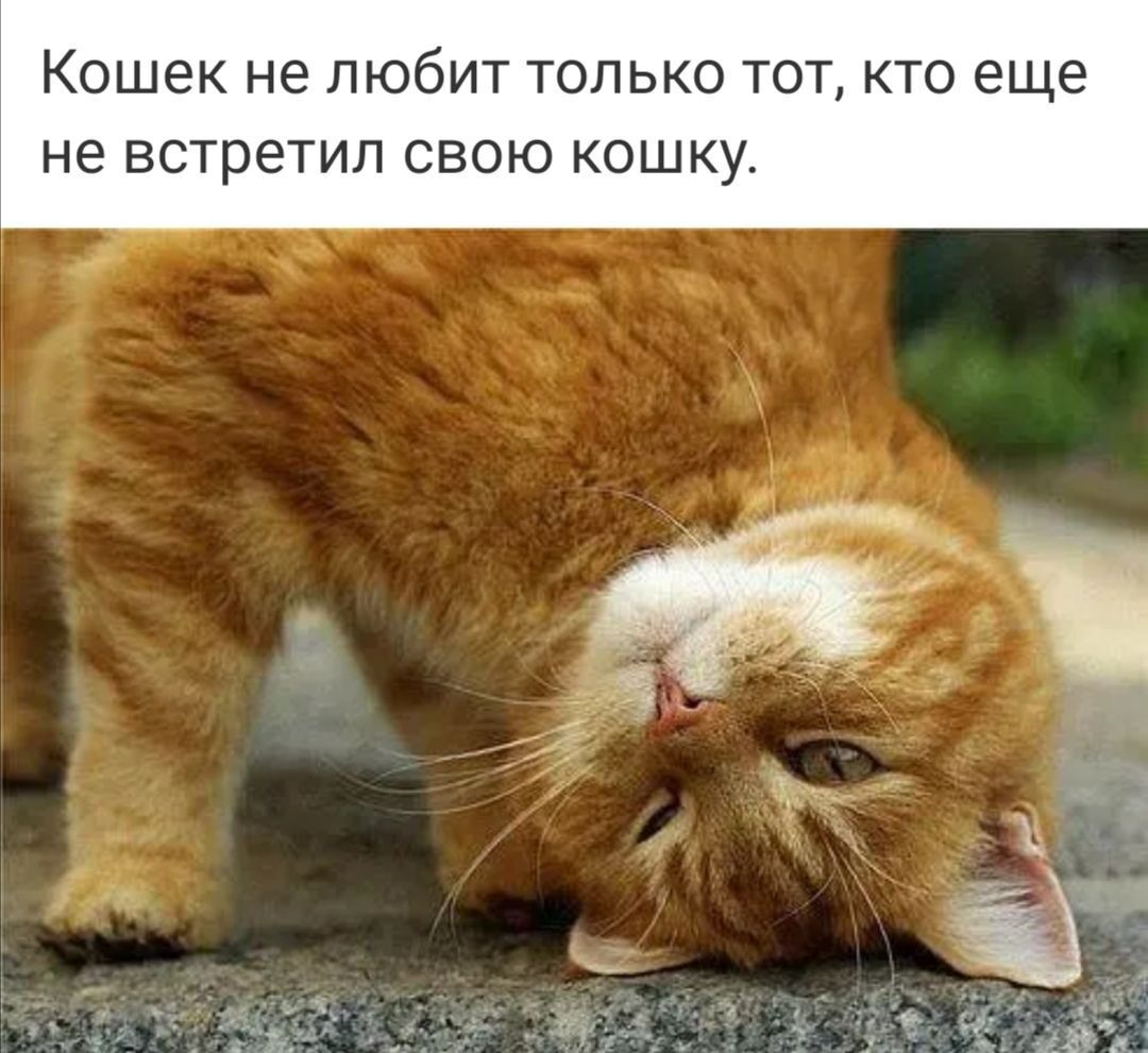 Кошек не любит только тот кто еще не встретил свою кошку