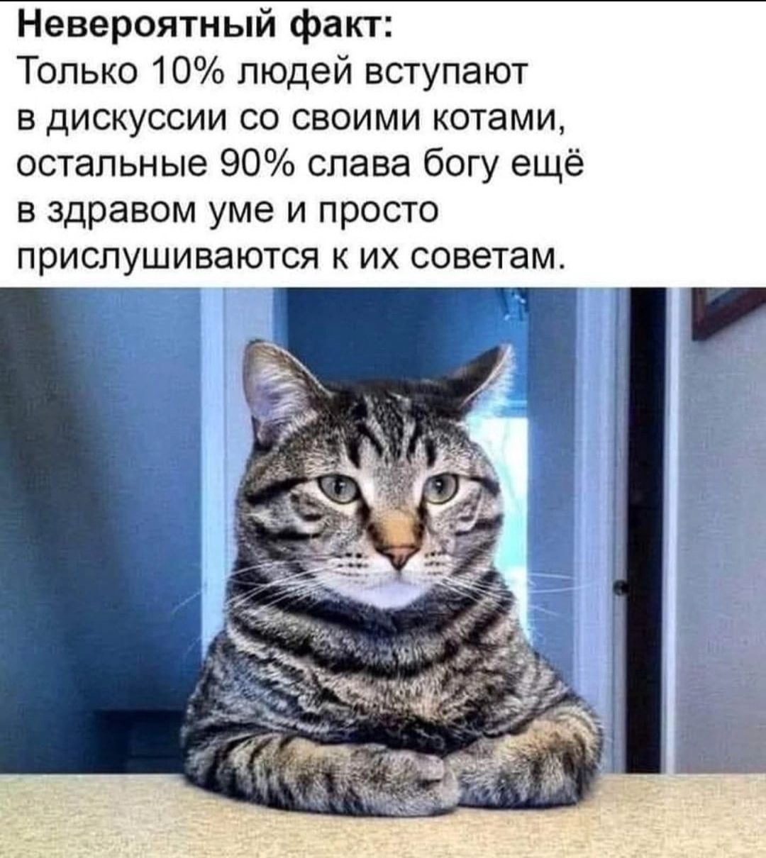 Невероятный факт Только 10 людей вступают в дискуссии со своими котами остальные 90 слава богу ещё в здравом уме и просто прислушиваются к их советам