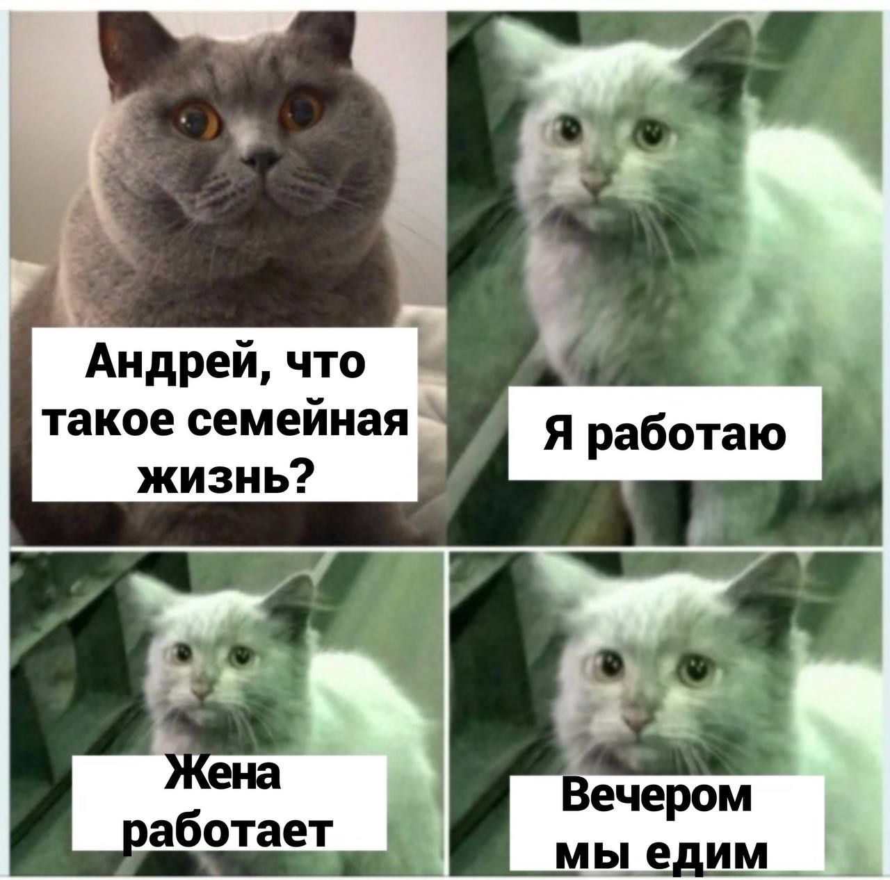 Андрей что такое семейная жизи ь ечером мы едим і аботает