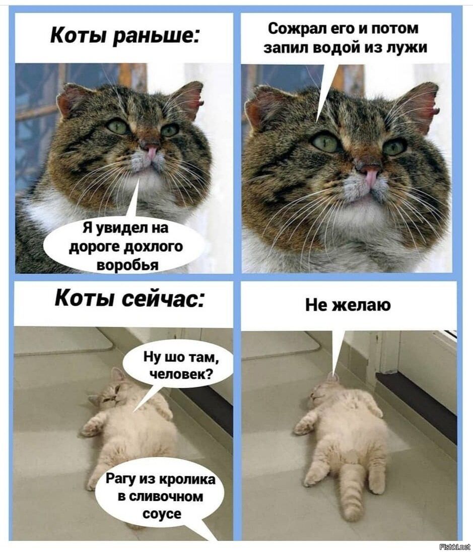 Коты раньше итп подай из лужи