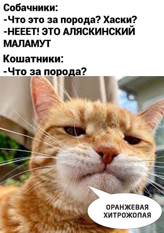 Собачники Что это за порода Хаски НЕЕЕТ ЭТО Аляскинский МАЛАМУТ Кошатники ЦРАНЖЕВАЯ ХИТРОЖОПАЯ