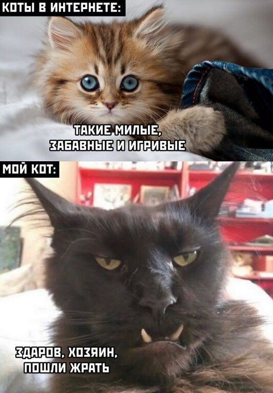 КПТЫ В ИНТЕРНЕТЕ ШИНШП ЛЕНИН ППШПИ ЖРЯТЬ