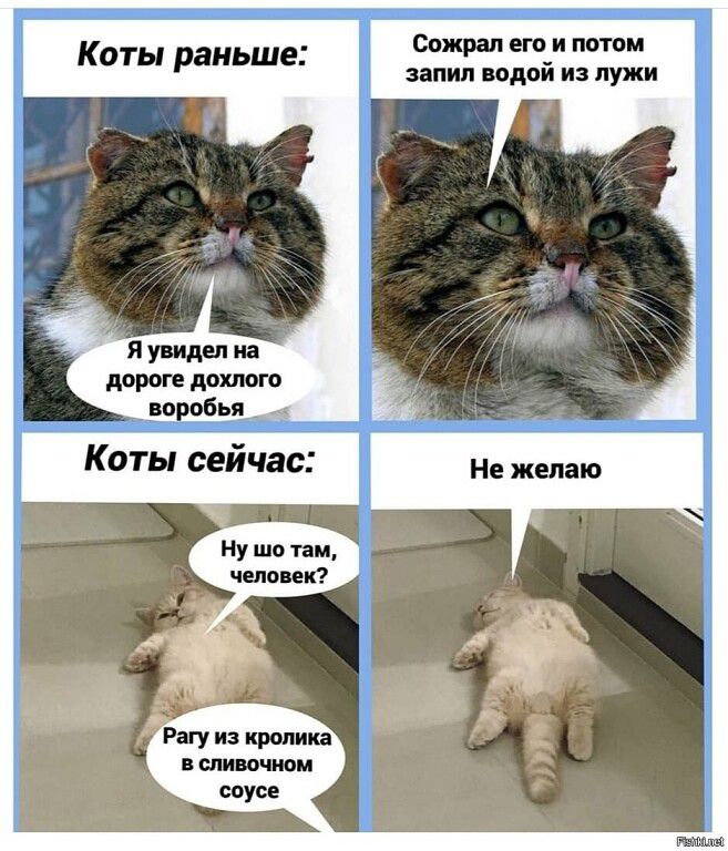 Коты раньше итп подай из лужи