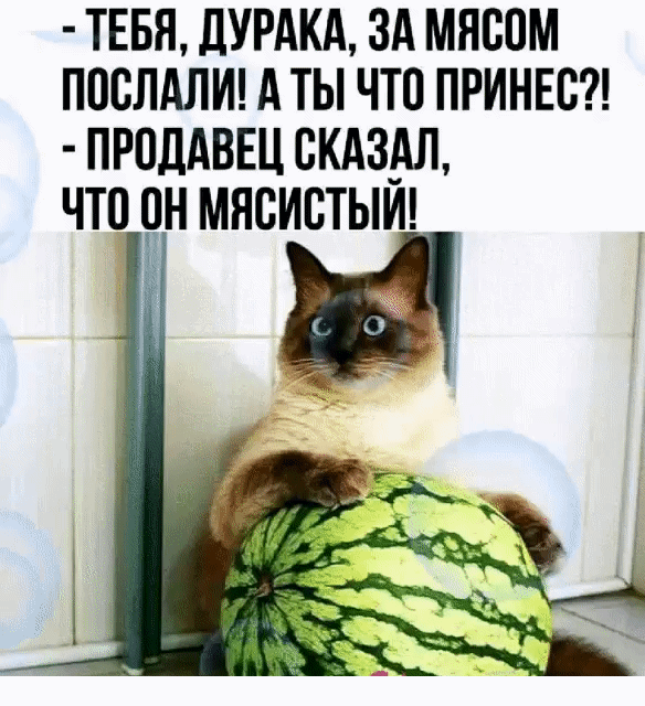 ТЕБЯ ДУРАКА ЗА МНВОМ ППСЛАЛИ А ТЫ ЧТО ПРИНЕС ПРОЛАВЕЦ СКАЗАЛ ЧТО ПН МНСИСТЫЙ