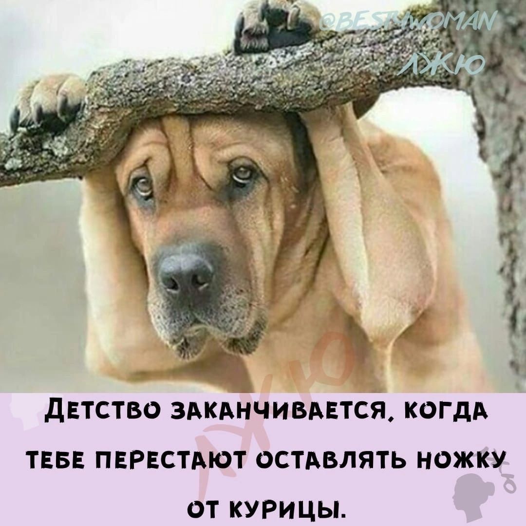 дЕТСТБО ЗАКАНЧИВАЕТСЯ КОГДА ТЕБЕ ПЕРЕСТМОТ ОСТАВЛЯТЬ НОЖКУ ОТ КУРИЦЫ