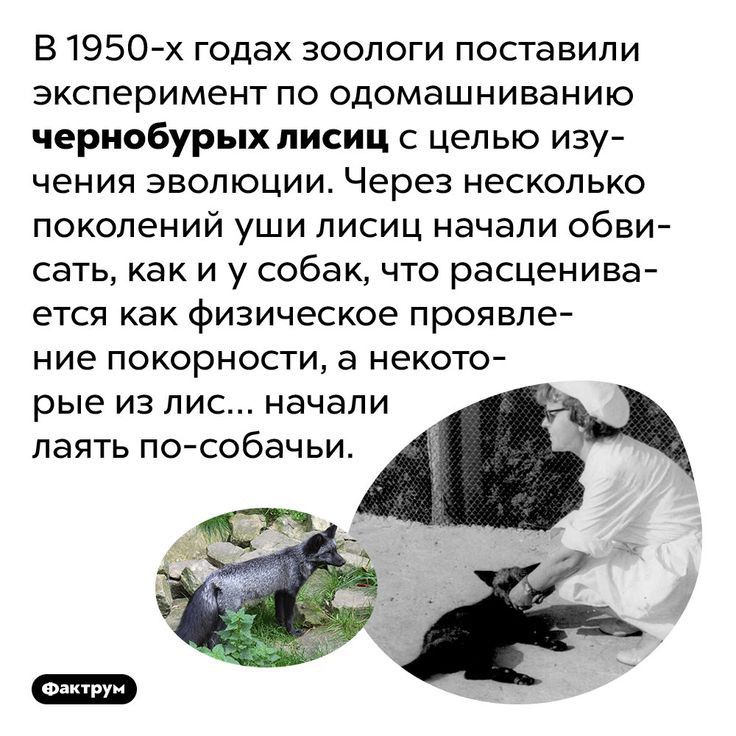 В 1950 х годах зоологи поставили эксперимент по одомашниванию чернобурыхписиц с целые изу чения эволюции Через несколько поколений уши лисиц начали обви сать как и у собак что расценива ется как физическое проявле ние покорности а некото рые из лис начали паять пособачьи