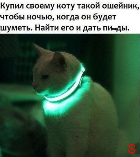 Купил своему коту такой ошейник чтобы ночью когда он будет шуметь Найти его и дать пи ды