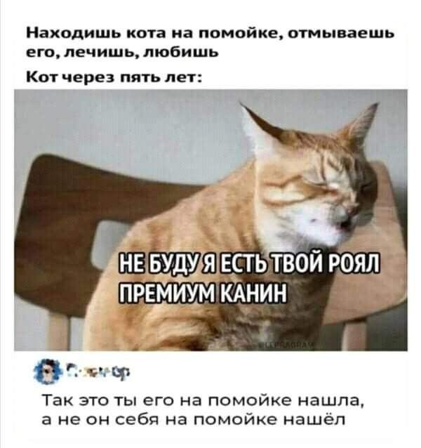 Находить кота на ппмойке отъ петь его печишь любишь Кот через пять лет Так это ты его на помойке нашла в не он себя на помойке нашел