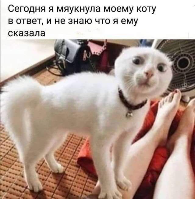 Сегодня я мяукнупа моему коту в ответА и не знаю что я ему сказала