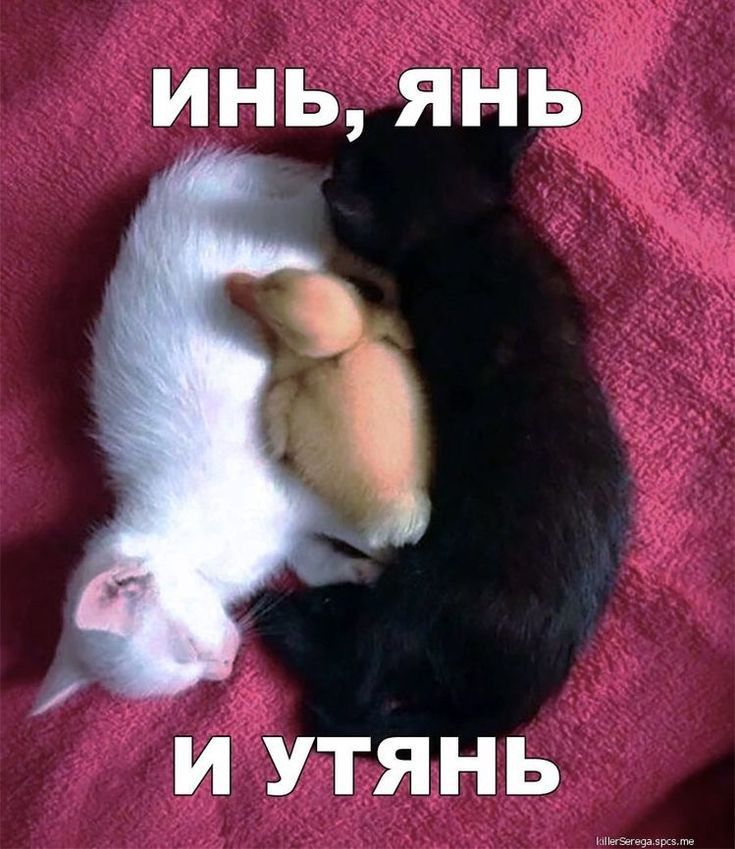 инь янь и Утянь