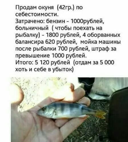 Продам окуня 42гр по себестоимости Затрачено бензин ЮООрублей больничный чтобы поехать на рыбалку 1800 рублей 4 оборванных балансира 620 рублей мойка машины после рыбалки 700 рублей штраф за превышение 1000 рублей Итого 5 120 рублей отдам за 5 000 хоть и себе в убыток