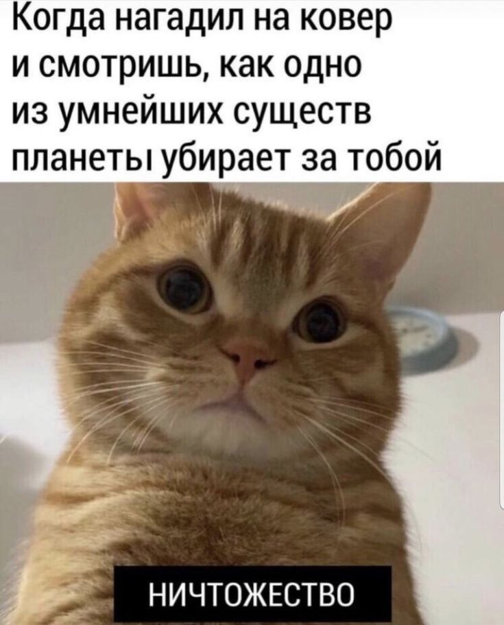 Когда нагадил на ковер и смотришь как одно из умнейших существ планеты убирает за тобой НИЧТОЖЕСТВО