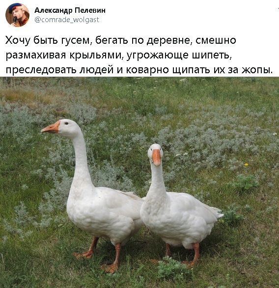 лишили Пси вии Хочу быть гусем бегать по деревне смешно размахивая крыльями угрожающе шипеть преследовать людей и коварно щипать их за жопы