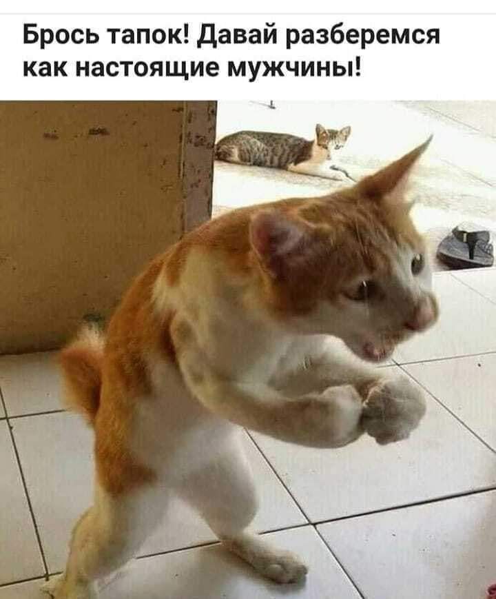 Брось тапок давай разберемся как настоящие мужчины