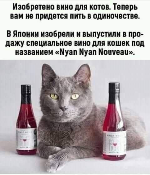 Изобретено вине для коте Теперь им не придется пить в одиночестве В Японии изобрели и выпустили в про дажу специальное пино для кошек под названием Муап Пуап Меичеац