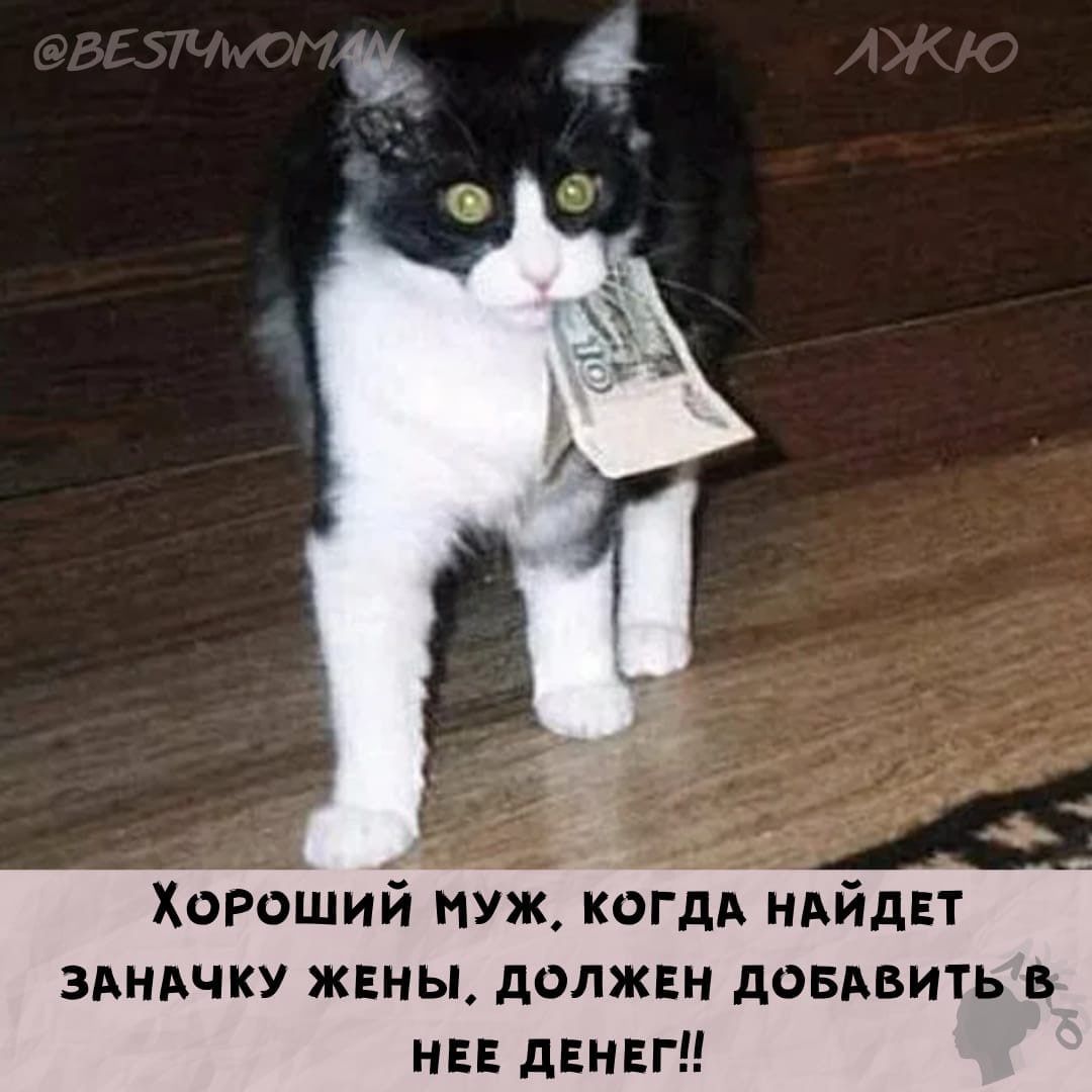 Почему не дают зарплату. Котики с надписями. Смешные котики с надписями. Смешные коты с надписями. Забавные мемы с котами и надписями.