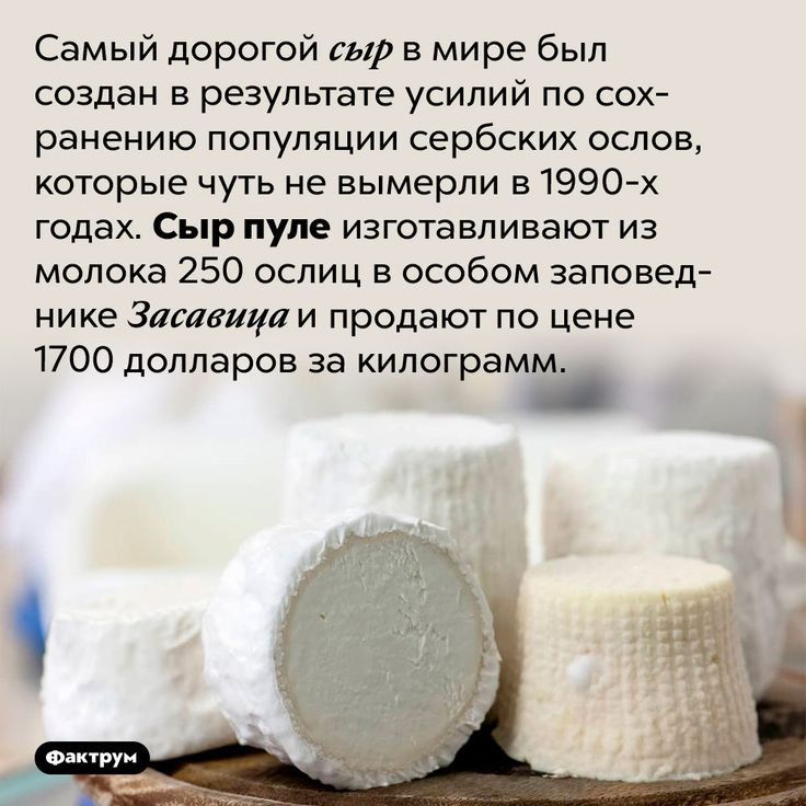 Самый дорогой сыр в мире был создан в результате усилий по сох ранению популяции сербских ослов которые чуть не вымерли в1990х годах Сыр пуле изготавливают из молока 250 ослиц в особом заповед нике Затвици и продают по цене 1700 долларов за килограм _ о