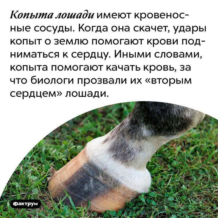 Копыта лошади имеют кровенос ные сосуды Когда она скачет удары копыт о землю помогают крови под ниматься сердцу Иными словами копыта помогают качать кровь за что биологи прозвали их вторым сердцем лошади о