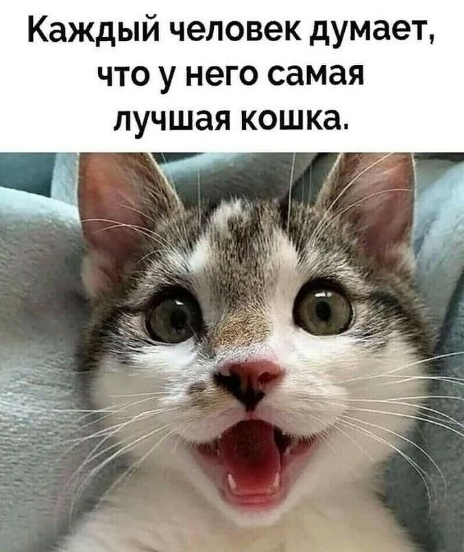 Каждый человек думает что у него самая лучшая кошка