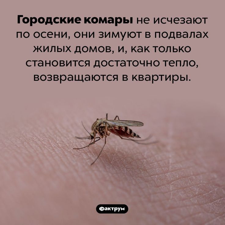 Городские комары не исчезают ПО осени ОНИ ЗИМУЮТ В подвалах ЖИЛЫХ домов И КаК ТОЛЬКО СТЭНОВИТСЯ ДОСТЭТОЧНО ТЕПЛО возвращаются в квартиры