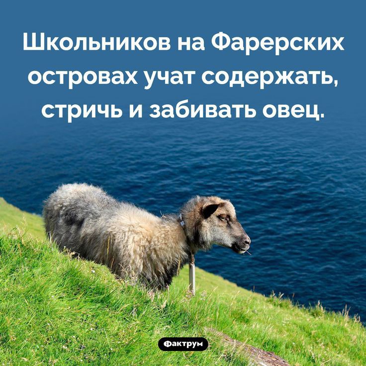 Школьников на Фарерских островах учат содержать стричь и забивать овец