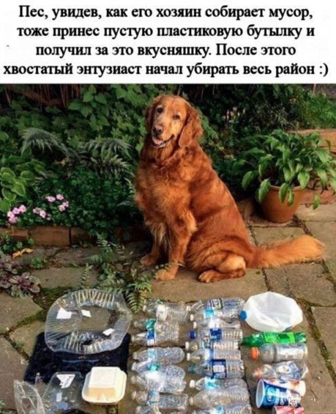 Пес увидев сш копии собирает мусор тже принес пустую пластиковую бутылку и получил за по вкусндшку После этот опиши энтузиаст ннм убирать весь район
