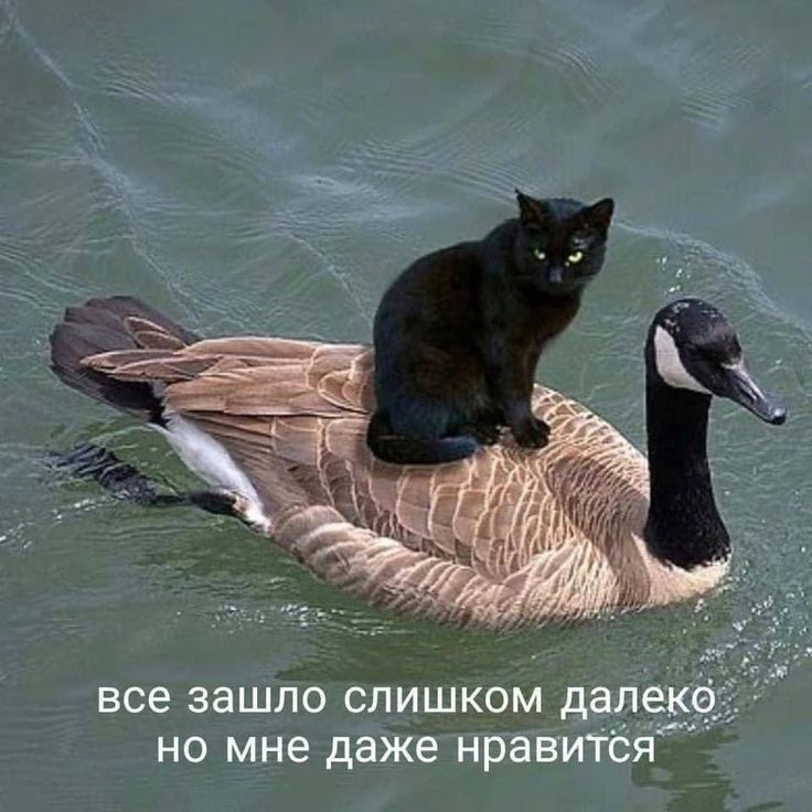 НО мне даже НраВИТСЁЁ