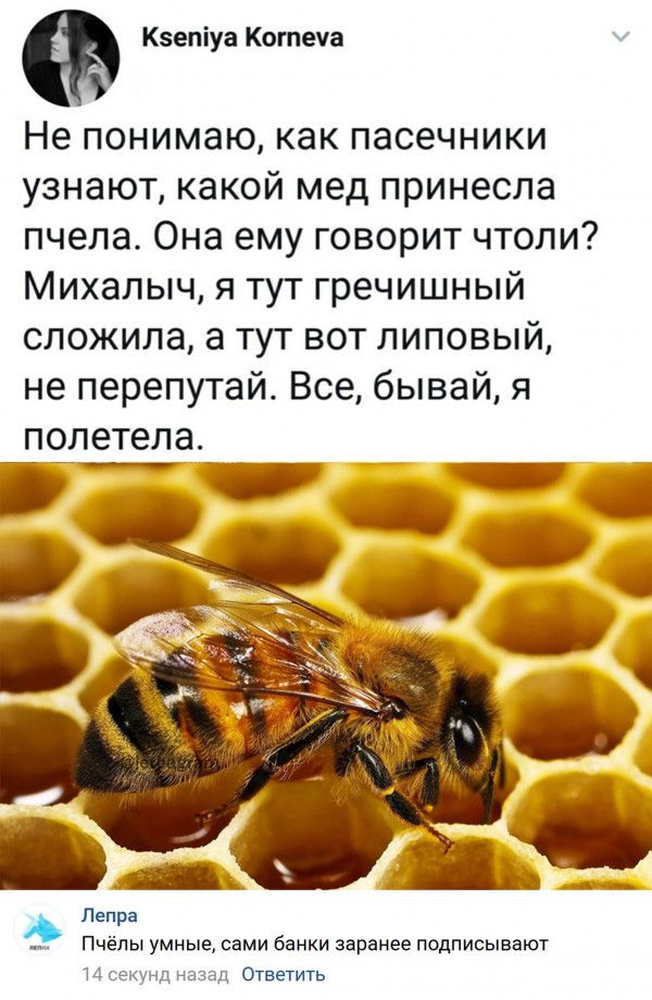 Квепіуа Котин Не понимаю как пасечники узнают какой мед принесла пчела Она ему говорит чтоли Михалыч я тут гречишный сложила а тут вот липовый не перепутай Все бывай я _попетела_ А п _ Пчелы умиые сами банки ээппиее подписывают Ответить