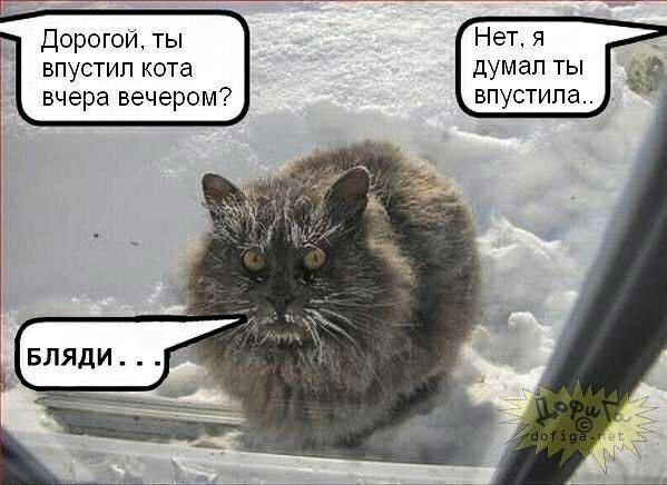 Нет думал ты впустип Дврогои ты впустил кота вчера вечером7