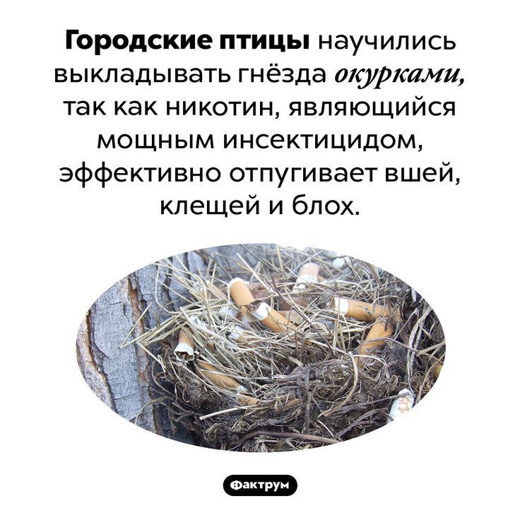 Городские птицы научились выкладывать гнёзда акурками так как никотин являющийся мощным инсектицидом эффективно отпугивает вшей клещей и блох