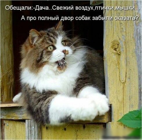 Обещали ДачаСвежий воздухпт А про полный двор собак забы