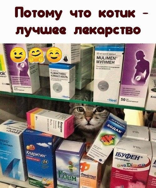 Потому что котик лучшее локорство