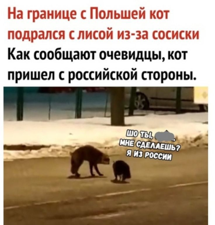 На границе с Польшей пот подрался слисой из за сосиски Как сообщают очевидцы кот пришел с российской стороны МММ оцени пи странца почему кот а не россиянин