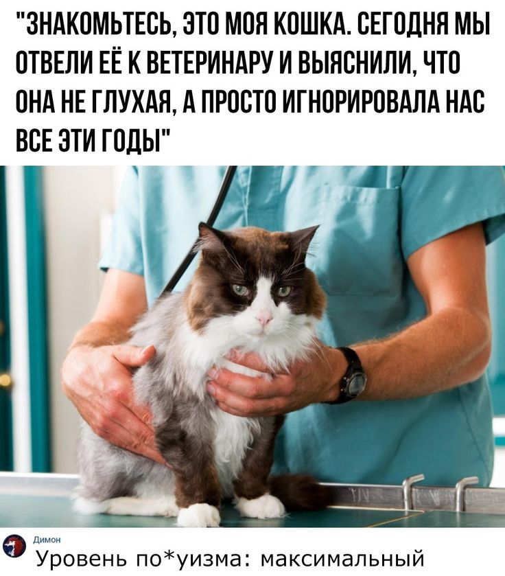 ЗНАКПМЬТЕСЬ ЭТП МОЯ КПШКА СЕГПЦНЯ МЫ ПТВЕПИ ЕЁ К ВЕТЕРИНАРУ И выяснили что ПНА НЕ ГЛУХАЯ А ПРОСТО ИГНПРИРПВАЛА НАС ВСЕ ЭТИ ГПЦЬГ Ъ Уровень поуизма максимальный